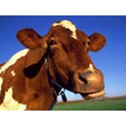Комбикорма для крупного рогатого скота (КРС)