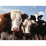 Комбикорма для крупного рогатого скота (КРС)