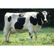 Комбикорм для дойных и стельных коров