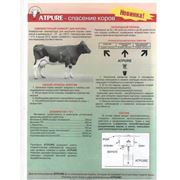 Атпур-спасение коров фото