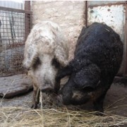 Продажа свиней в украине. Свиньи породы мангал купить в Киеве, Украина