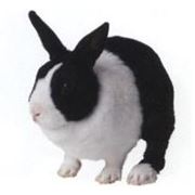 Комбикорм для кроликов и нутрий фотография