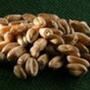 Пшеница продовольственная и фуражная фото