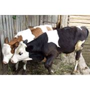 Комбикорм для крупного рогатого скота рассыпной фото