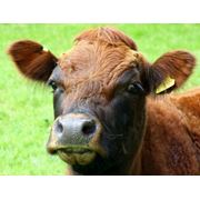 Миксивит SR 109 фото