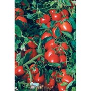 Семена томатов Астерикс F1 фото
