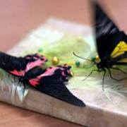 Две живых бабочки фото