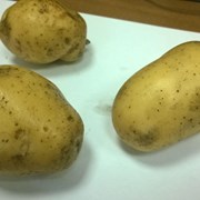 Картофель и прочие овощи оптом