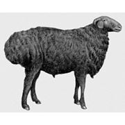 Овцы Эдильбаеской породы фото