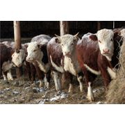 Герефорд скот крупный рогатый фото