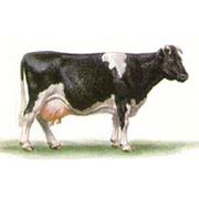 Скот крупный рогатый молочный фото
