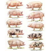 Свиньи мясных пород