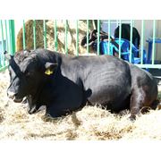 Скот крупный рогатый абердин-ангусской породы фото