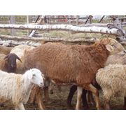 Овцы эдильбаевская порода фото