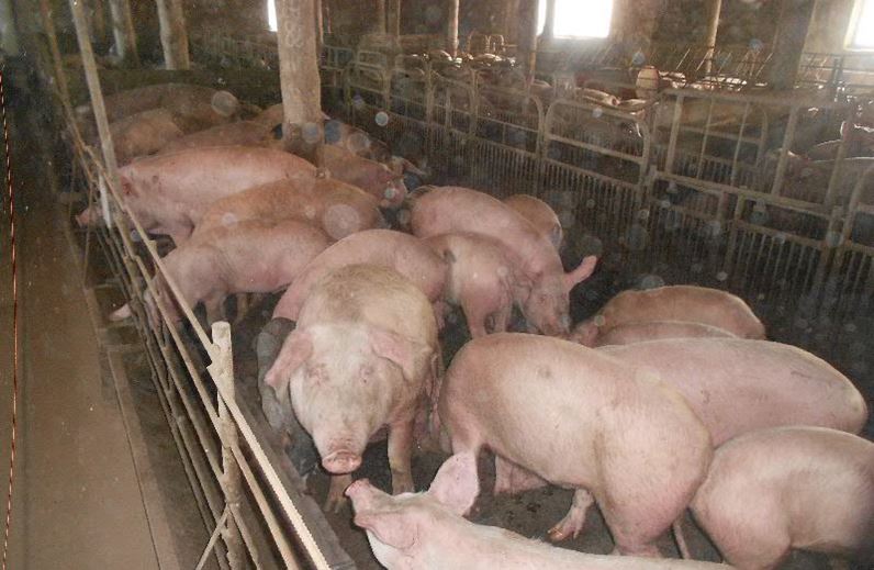 Поросята в Свердловской области. Продажа поросят на рынке. Породы свиней в Свердловской области. Купить свинину живым весом