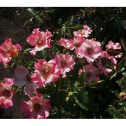 Саженцы однолетних роз Francoise de Grignan фото