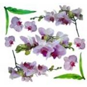 Пленка с печатью Ветка орхидеи фото