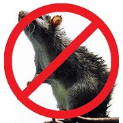 Уничтожение крыс, Полтава, цена фото