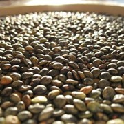 Семена чечевицы “Линза“ фото