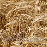 Пшеница озимая 1 репродукция Мидас -австрия