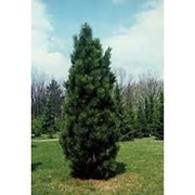 Сосна Черная Pinus nigra Pyramidalis 180-200 C69f фотография