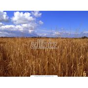 Ячмень фото