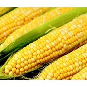 Кукуруза фото