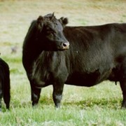 Абердин-Ангусская порода крупного рогатого скота фотография