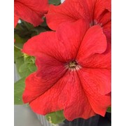 Семена цветов петунии Танго F1 20 шт. драже красный фото
