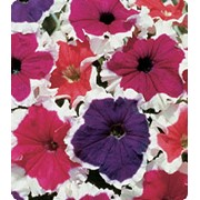 Петуния крупноцветковая Серенада Mix фото
