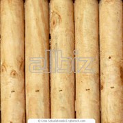Антигрибковая обработка древесины, лечение болезней древесины фото