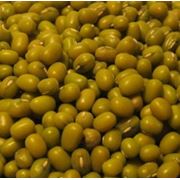 Бобы мунг или маш фото