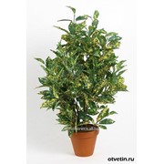 Аукуба Japonica Crotonifolia фото