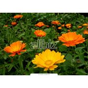 Культуры лекарственные фото