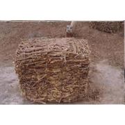 корень солодки фото