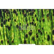 Культуры лекарственные фото