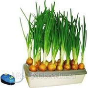 Гидропонная установка для выращивания зеленого лука “Луковое счастье“ фото