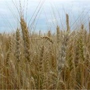 Озима пшениця Віген, Супер еліта фото