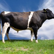 Спермодозы быка породы голландский голштин фото