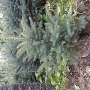 Ель колючая Glauca Kaibab - Picea pungens 'Glauca Kaibab' C1 фото