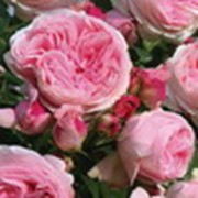 Розы питомника “Rosen Tantau“ фото