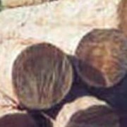 Колья, шесты, подпорки деревянные фото