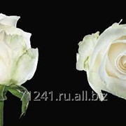 Срезанный цветок Роза Доменика