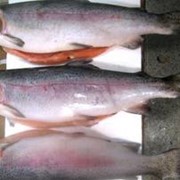 We can offer from Chile fresh frozen Trout/Форель (Oncorhynchus mykiss). Delivery terms - CIF, CFR фото