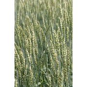 Семена пшеницы БОЕВЧАНКА ЭС