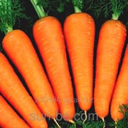 Семена моркови Шантане 2,0-2,2 1 000 000 семян Абако F1 Semenis фотография