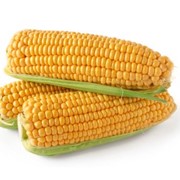 Семена кукурузы сорт ПР37И12 фото