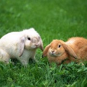 Кролики продажа фото