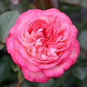 Роза плетистая Антика (Antike)