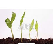 Стимуляторы роста растений фотография